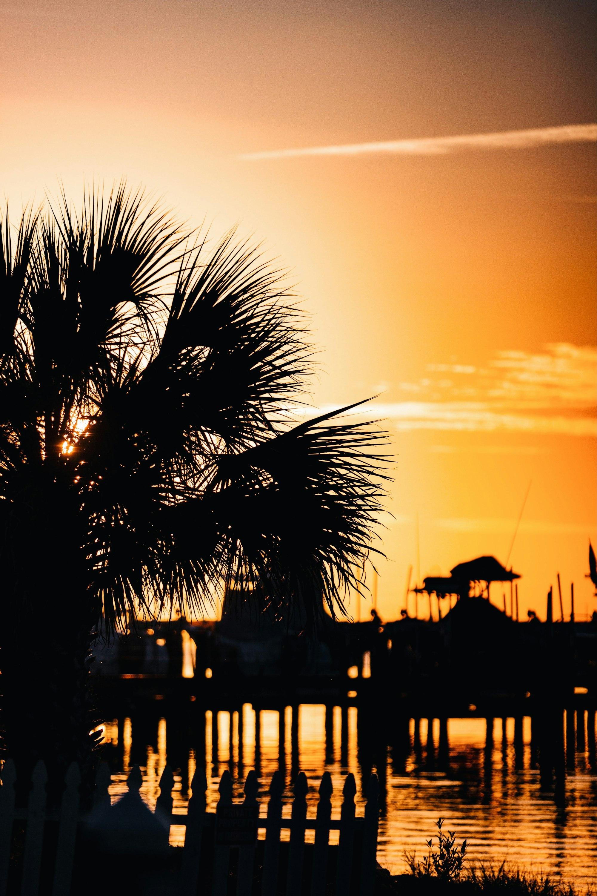 Palm silhouette against a golden-hour marina on the Intracoastal